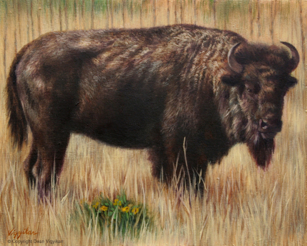 wildlife, oil painting, bison, buffalo, realistic, prairie, american, animal, horns, fine art