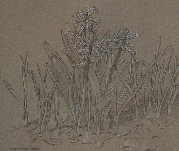 botany, illustration, tonal drawing, flower, garden, leaves