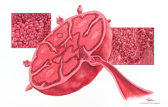 gland, anatomy, micro anatomy, medical, illustration