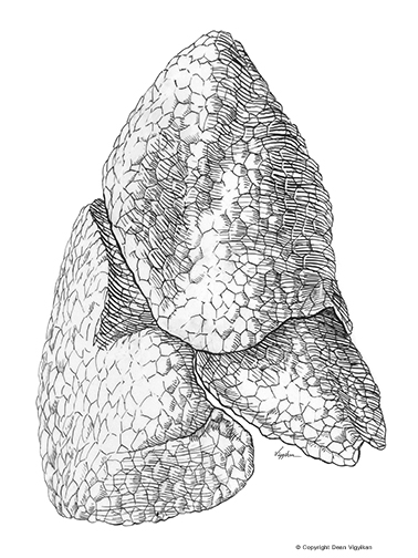 anatomy, dissection, pen and ink, drawing, thoracic, organ