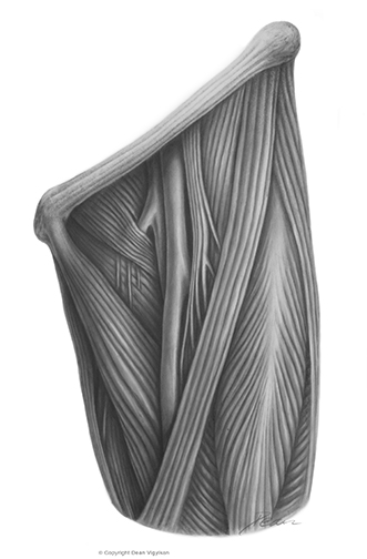 leg, anatomy, medical, illustration