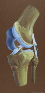 knee, joint, cartilage, ligament, injury, medical, legal, illustration, femur, tibia, fibula